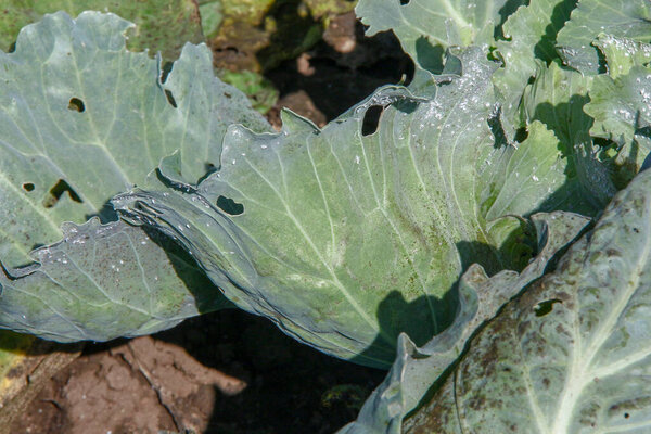 Green thick cabbage leaves in the garden