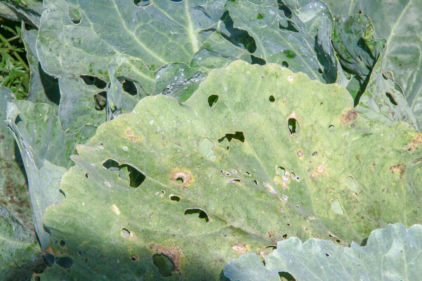 Green thick cabbage leaves in the garden