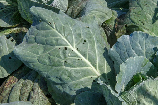 Green Thick Cabbage Leaves Garden — Stock Photo, Image