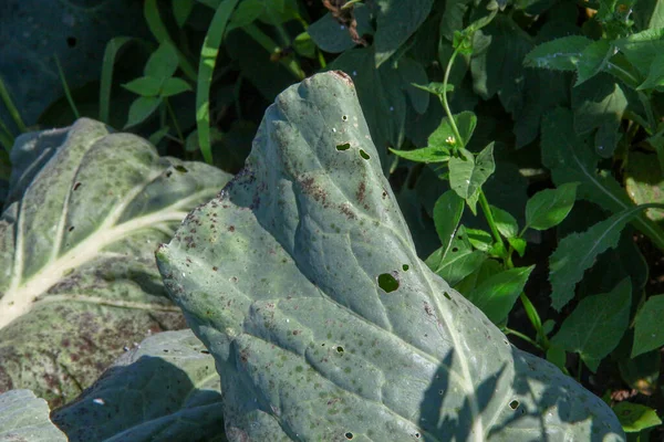 Green Thick Cabbage Leaves Garden — Stock Photo, Image