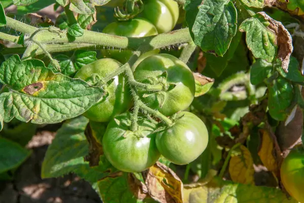 Fruits Verts Tomates Feuilles Vertes Dans Jardin — Photo