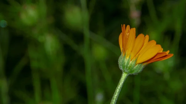 Linda Flor Amarela Jardim Após Chuva Com Gotas Orvalho Sobre — Fotografia de Stock