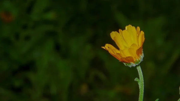 Красивый Желтый Цветок Саду После Дождя Капли Росы Лепестках — стоковое фото
