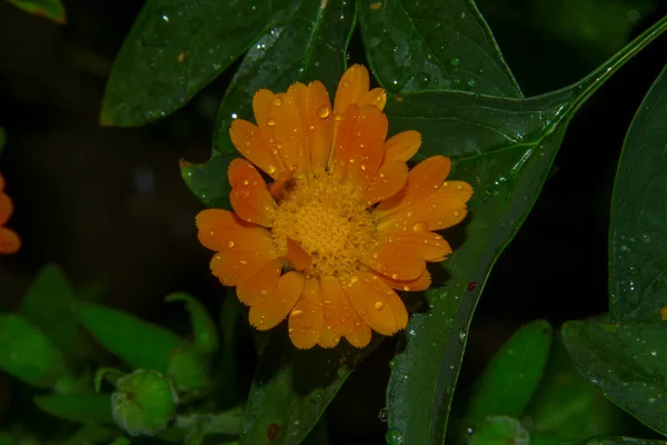 Schöne Gelbe Blume Garten Nach Dem Regen Mit Tautropfen Auf — Stockfoto