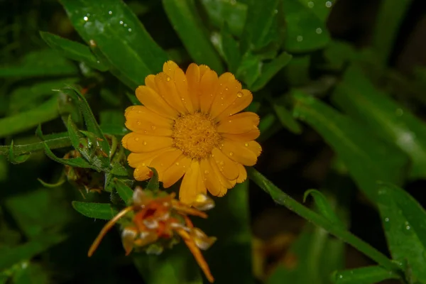 Schöne Gelbe Blume Garten Nach Dem Regen Mit Tautropfen Auf — Stockfoto