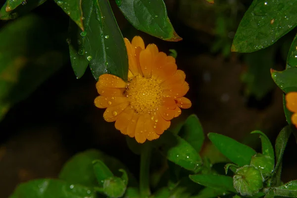 Krásná Žlutá Květina Zahradě Dešti Kapkami Rosy Okvětní Lístky — Stock fotografie