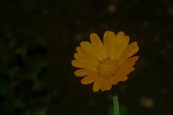 花びらに落ちた雨の後の庭の美しい黄色の花 — ストック写真