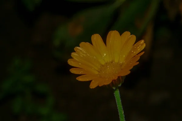 雨后花园里美丽的黄花 花瓣上滴着露珠 — 图库照片