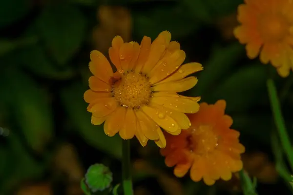Красивый Желтый Цветок Саду После Дождя Капли Росы Лепестках — стоковое фото