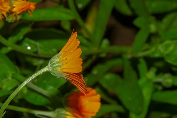 Schöne Gelbe Blume Garten Nach Dem Regen Mit Tautropfen Auf — Stockfoto