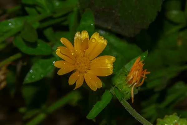 Schöne Gelbe Blume Garten Nach Dem Regen Mit Tautropfen Auf — Stockfoto