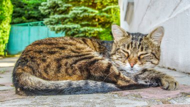 Avrupalı bir kedi kaldırımda uyuyor.