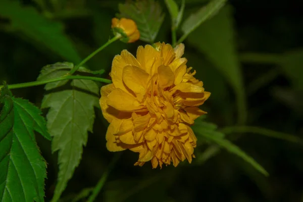 Linda Flor Amarela Jardim Após Chuva Com Gotas Orvalho Sobre — Fotografia de Stock