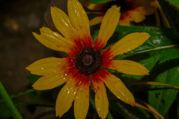 Schöne Gelbe Blume Garten Nach Dem Regen Mit Tautropfen Auf — Stockfoto