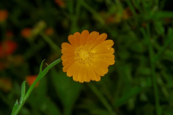 Krásná Žlutá Květina Zahradě Dešti Kapkami Rosy Okvětní Lístky — Stock fotografie