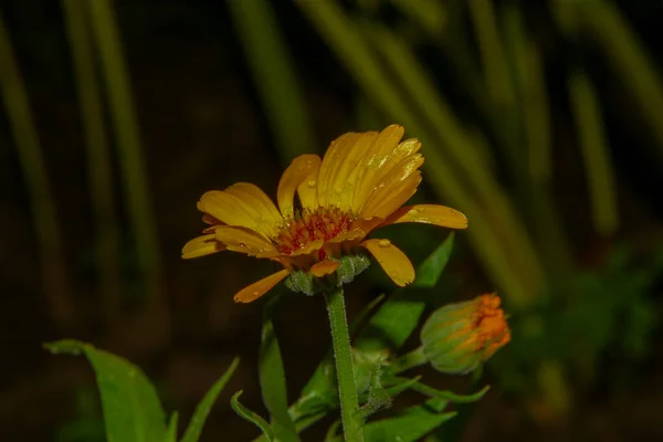 Schöne Gelbe Blume Garten Nach Dem Regen Mit Tautropfen Auf — Stockfoto