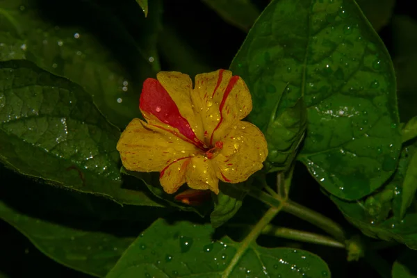 Hermosa Flor Amarilla Jardín Después Lluvia Con Gotas Rocío Los — Foto de Stock