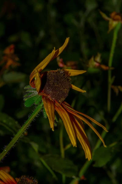 Linda Flor Amarela Jardim Após Chuva Com Gotas Orvalho Sobre — Fotografia de Stock