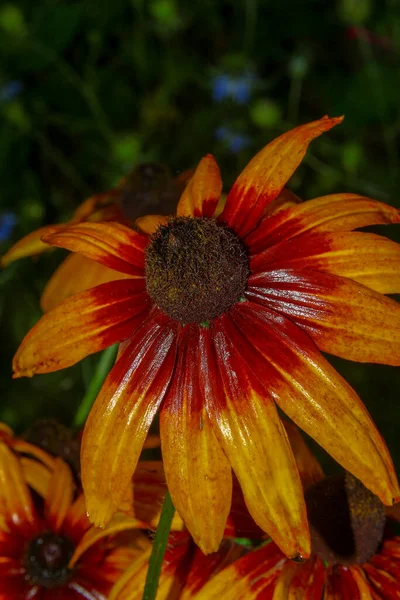 Linda Flor Amarela Jardim Após Chuva Com Gotas Orvalho Sobre — Fotografia de Stock