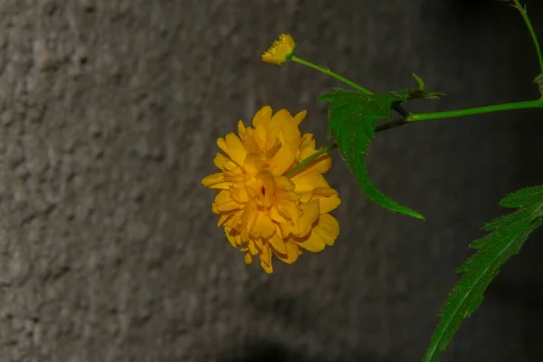 Hermosa Flor Amarilla Jardín Después Lluvia Con Gotas Rocío Los — Foto de Stock