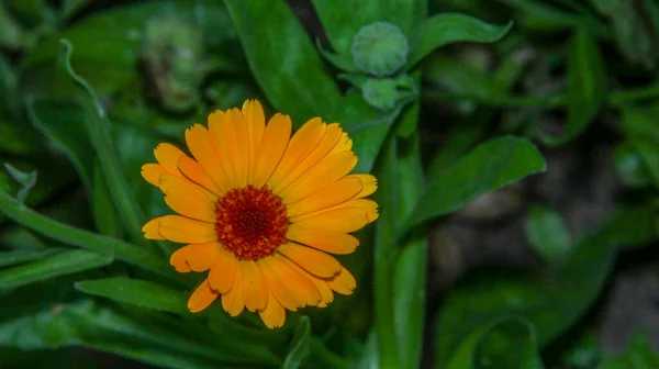 7月の森の近くの庭の小さな黄色の花 — ストック写真