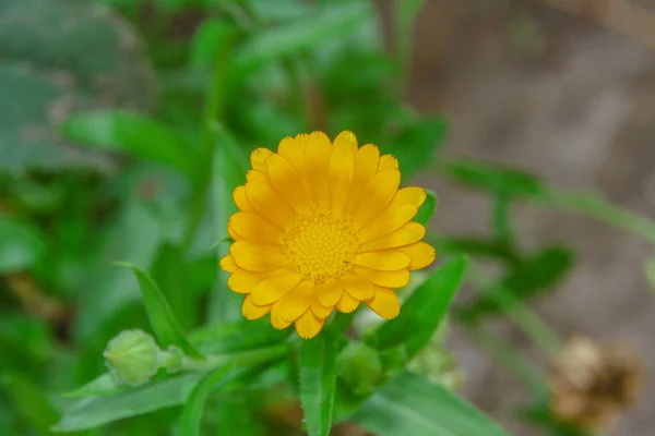 Pequeña Flor Amarilla Jardín Cerca Del Bosque Julio —  Fotos de Stock