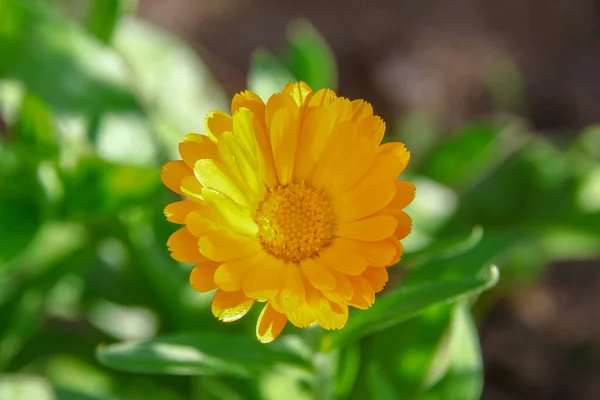 Mały Żółty Kwiat Ogrodzie Pobliżu Lasu Lipcu — Zdjęcie stockowe