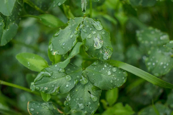 Grönt Gräs Fältet Efter Regnet — Stockfoto
