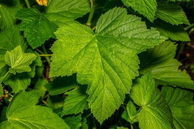 Bahçede yeşil frenk üzümü yaprakları