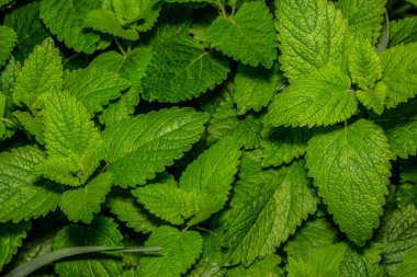 Bahçede yeşil nane yaprakları