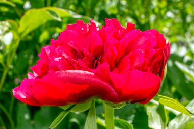 Bahçedeki kırmızı şakayıklar yeşil arka planda