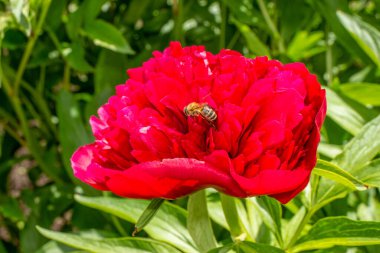 Bahçedeki kırmızı şakayıklar yeşil arka planda