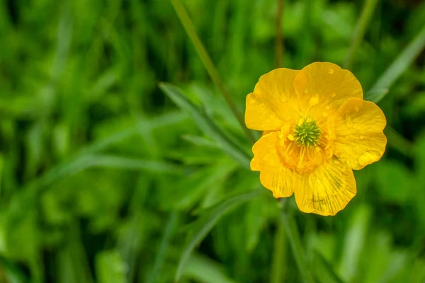 Fleur Sauvage Jaune Sur Fond Herbe — Photo