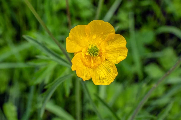 Зелена Трава Жовті Квіти Полі Після Дощу — стокове фото