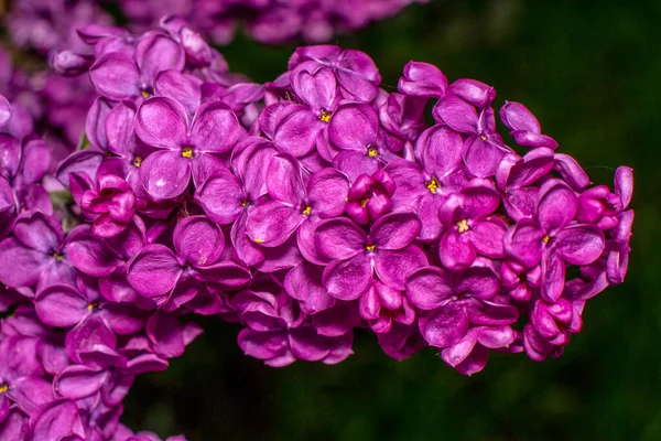 Burgundy Lilac Color Garden — Stock Photo, Image