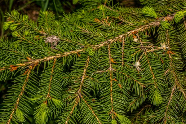 Grüne Knospen Eines Kleinen Weihnachtsbaums Garten — Stockfoto