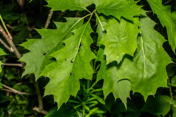 森の中の緑鮮やかな飽和葉 — ストック写真