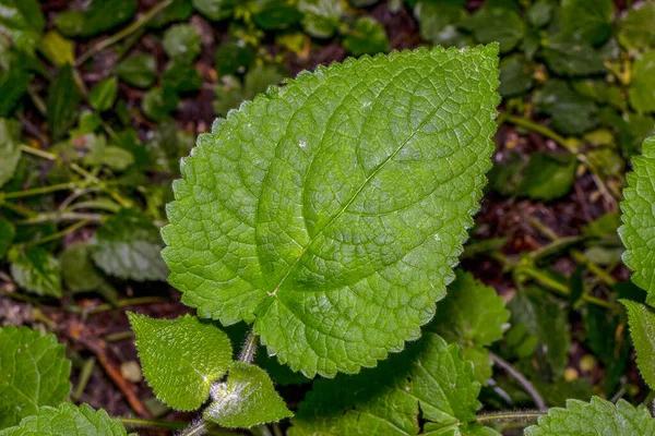 Grüne Helle Gesättigte Blätter Wald — Stockfoto