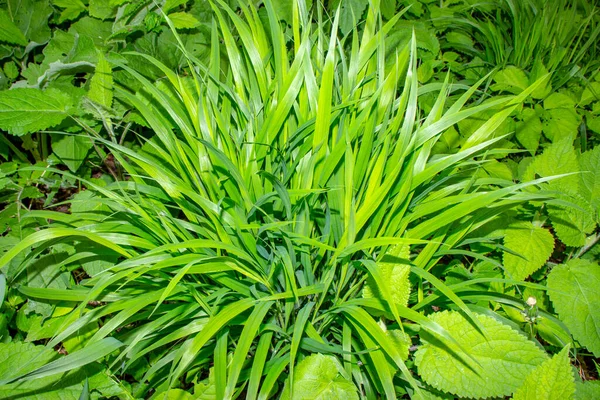 Green Grass Spring Garden — Stock Photo, Image