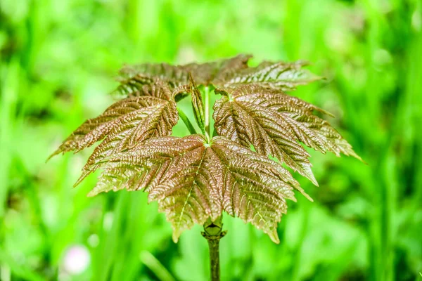 Belles Feuilles Vertes Printemps Dans Jardin — Photo