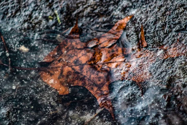 雨の後 緑の草とバーガンディのヘーゼルが畑に残ります — ストック写真