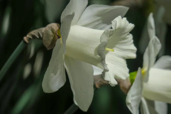 美丽的夏花在大自然中绽放 — 图库照片