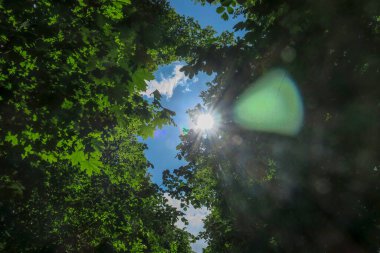Mavi gökyüzü ve gri bulutlar güzel havada ormandaki ağaçların arka planında