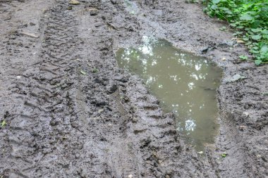 Yağmur ve bataklıktan sonra ormanda su birikintisi