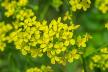 Güzel yaz çiçekleri doğada çiçek açar