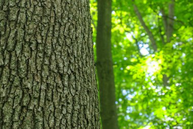 Ormandaki bir ağacın taç ve kabuğu ve yeşil yapraklar.