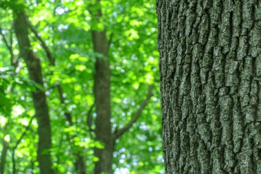 Ormandaki bir ağacın taç ve kabuğu ve yeşil yapraklar.