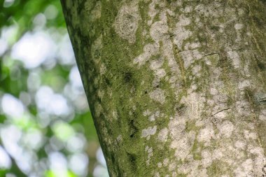 Ormandaki bir ağacın taç ve kabuğu ve yeşil yapraklar.