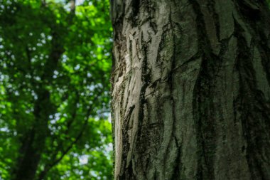 Ormandaki bir ağacın taç ve kabuğu ve yeşil yapraklar.
