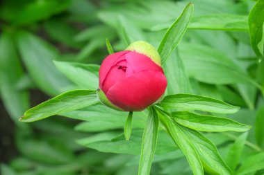 Güzel yaz çiçekleri doğada çiçek açar